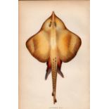 Shargreen Ray 1869 Antique Johnathan Couch Coloured Engraving.