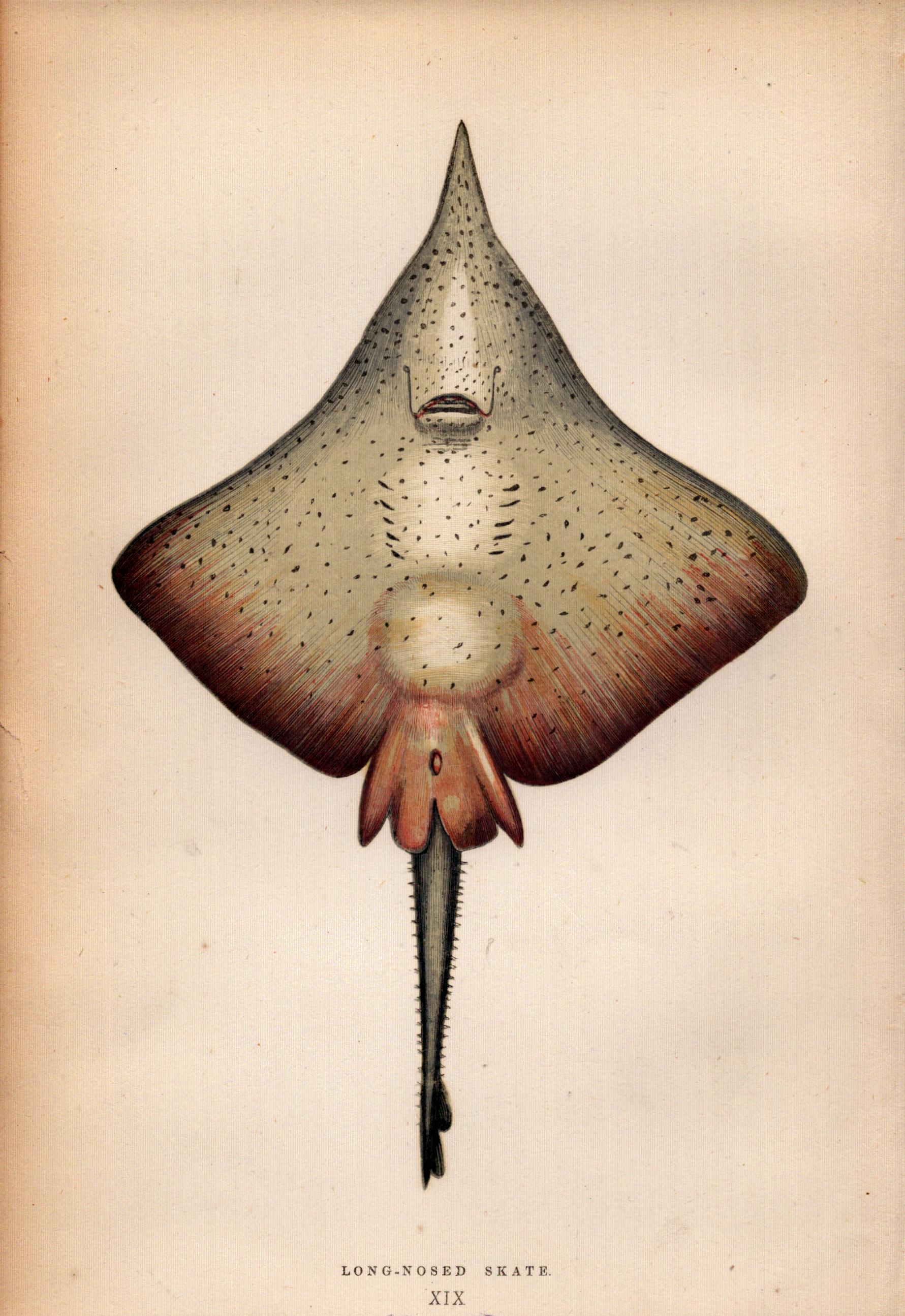 Long Nosed Skate 1869 Antique Johnathan Couch Coloured Engraving.
