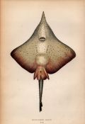 Long Nosed Skate 1869 Antique Johnathan Couch Coloured Engraving.