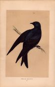 Purple Martin Rev Morris Antique History of British Birds Engraving.