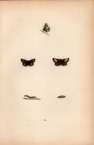 Grizzled Skipper Hand Coloured Antique Butterfly Plate Rev Morris-186.