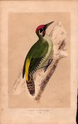 Green Woodpecker Rev Morris Antique History of British Birds Engraving.