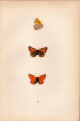 Dark Underwing Cooper Coloured Antique Butterfly Plate Rev Morris-152.