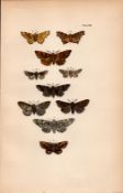 Rev Morris British Moths 1896 Antique Hand-Coloured Lithograph -26.
