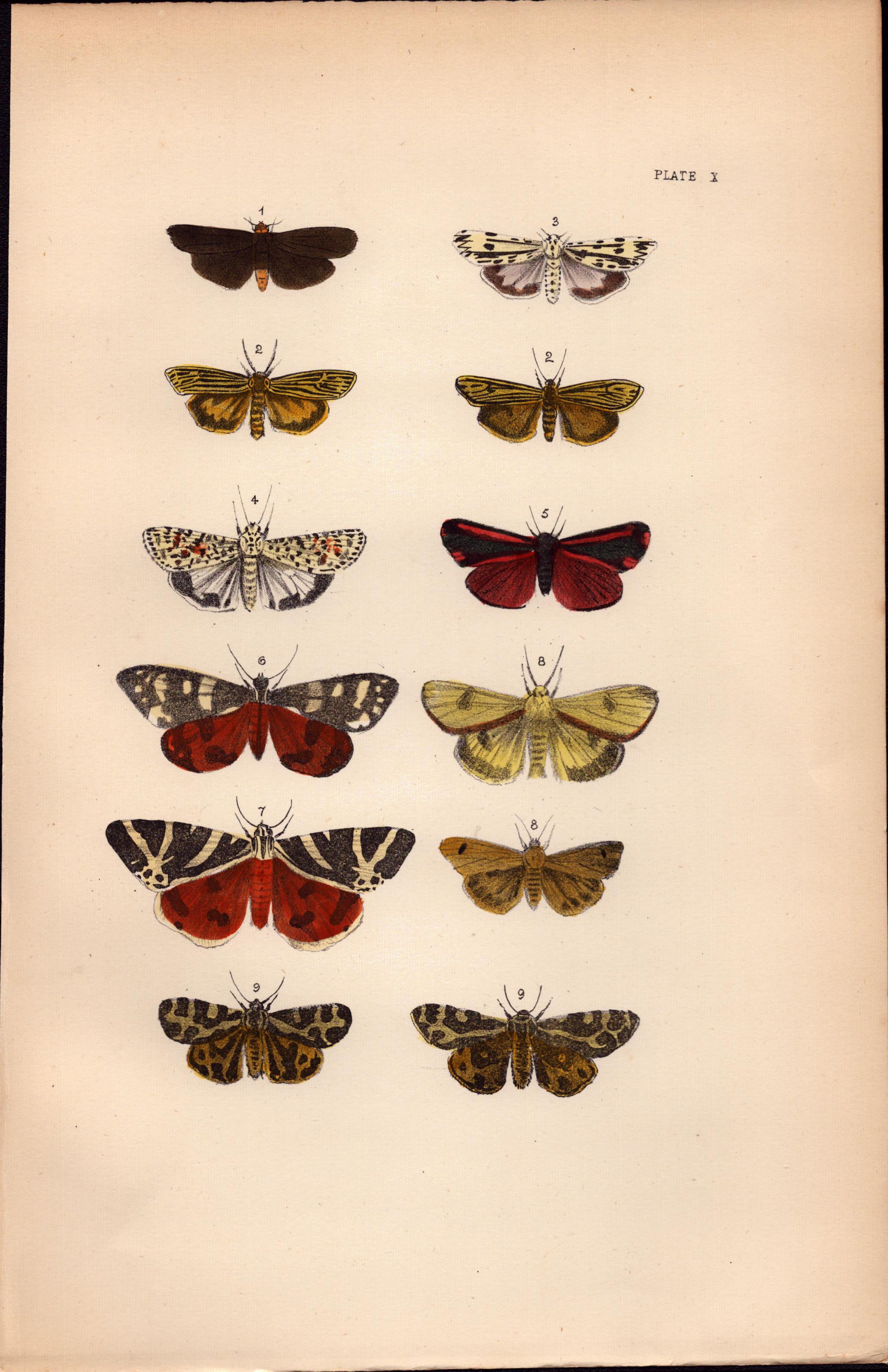 Rev Morris British Moths 1896 Antique Hand-Coloured Lithograph -30.