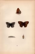 Large Meadow Brown Coloured Antique Butterfly Plate Rev Morris-56.