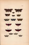 Rev Morris British Moths 1896 Antique Hand-Coloured Lithograph -20.