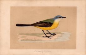 Grey Headed Wagtail Rev Morris Antique History of British Birds Engraving.
