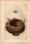 Thrush Antique Coloured Engraving Rev Morris Nests & Eggs-43.