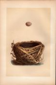 Savi’s Warbler Antique Coloured Engraving Rev Morris Nests & Eggs-73.