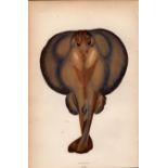 Torpedo Ray 1869 Antique Johnathan Couch Coloured Engraving.