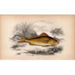 Ruff 1869 Antique Johnathan Couch Coloured Fish Engraving.