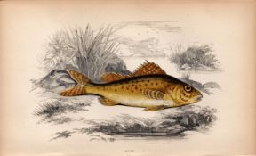 Ruff 1869 Antique Johnathan Couch Coloured Fish Engraving.