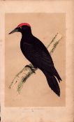 Black Woodpecker Rev Morris Antique History of British Birds Engraving.
