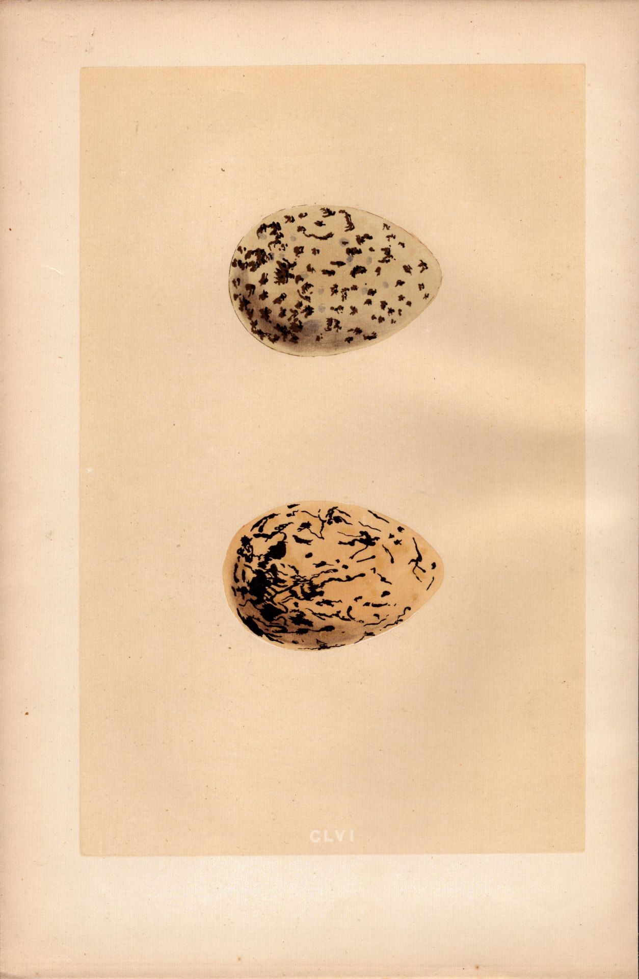 Oyster Catcher Antique Engraving Rev Morris Nests & Eggs-163.
