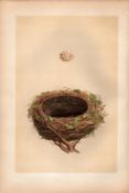 Blackcap Warbler Antique Coloured Engraving Rev Morris Nests & Eggs-85.