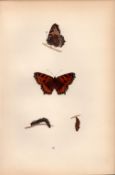 Small Tortoise-Shell Coloured Antique Butterfly Plate Rev Morris-86.