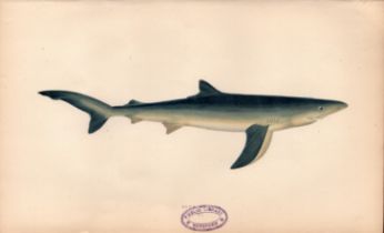 Blue Shark 1869 Antique Johnathan Couch Coloured Engraving.
