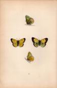 Scarce Clouded Yellow Coloured Antique Butterfly Plate Rev Morris-16.