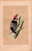 Lesser Spotted Woodpecker Rev Morris Antique History of British Birds Engraving.