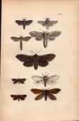 Rev Morris British Moths 1896 Antique Hand-Coloured Lithograph -29.