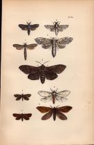 Rev Morris British Moths 1896 Antique Hand-Coloured Lithograph -29.