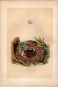 Chiff Chaff Antique Coloured Engraving Rev Morris Nests & Eggs-101.