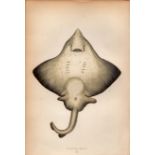 Flapper Skate 1869 Antique Johnathan Couch Coloured Engraving.
