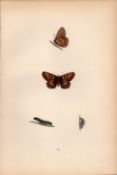 Greasy Fritillary Hand Coloured Antique Butterfly Plate Rev Morris-118.