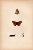 Glanville Fritillary Coloured Antique Butterfly Plate Rev Morris-118.