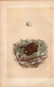 Greenfinch 1875 Antique Engraving Rev Morris Nests & Eggs -9.