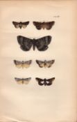 Rev Morris British Moths 1896 Antique Hand-Coloured Lithograph -9.