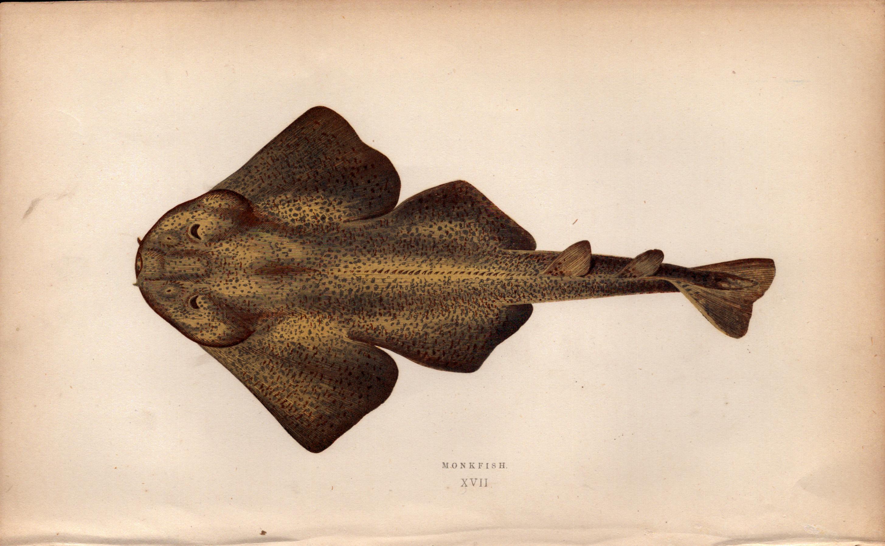 Monkfish 1869 Antique Johnathan Couch Coloured Engraving.