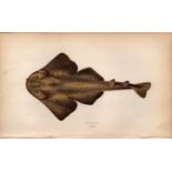 Monkfish 1869 Antique Johnathan Couch Coloured Engraving.