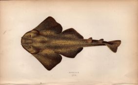 Monkfish 1869 Antique Johnathan Couch Coloured Engraving.