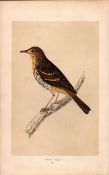 Tree Pipit Rev Morris Antique History of British Birds Engraving.