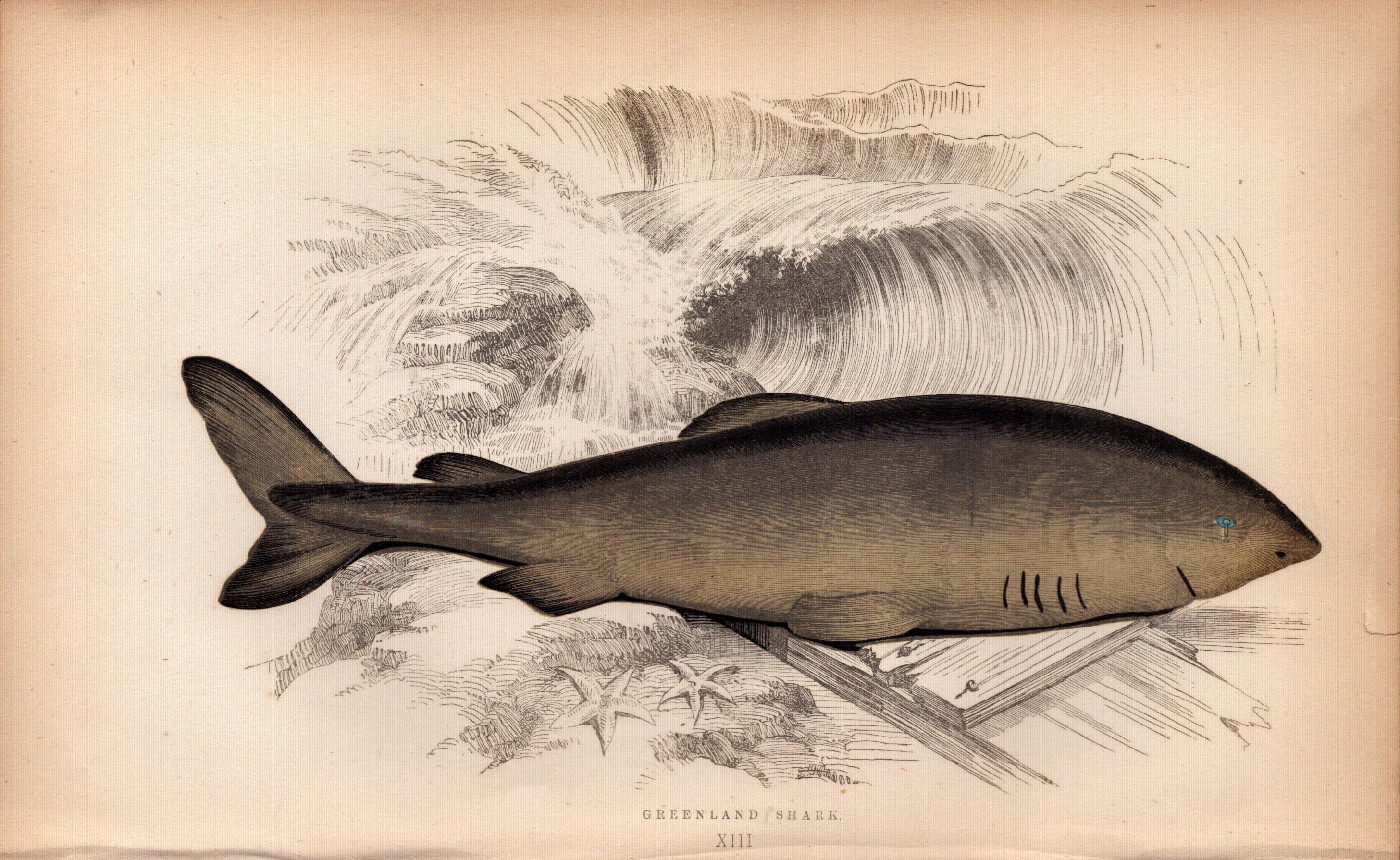 Greenland Shark 1869 Antique Johnathan Couch Coloured Engraving.