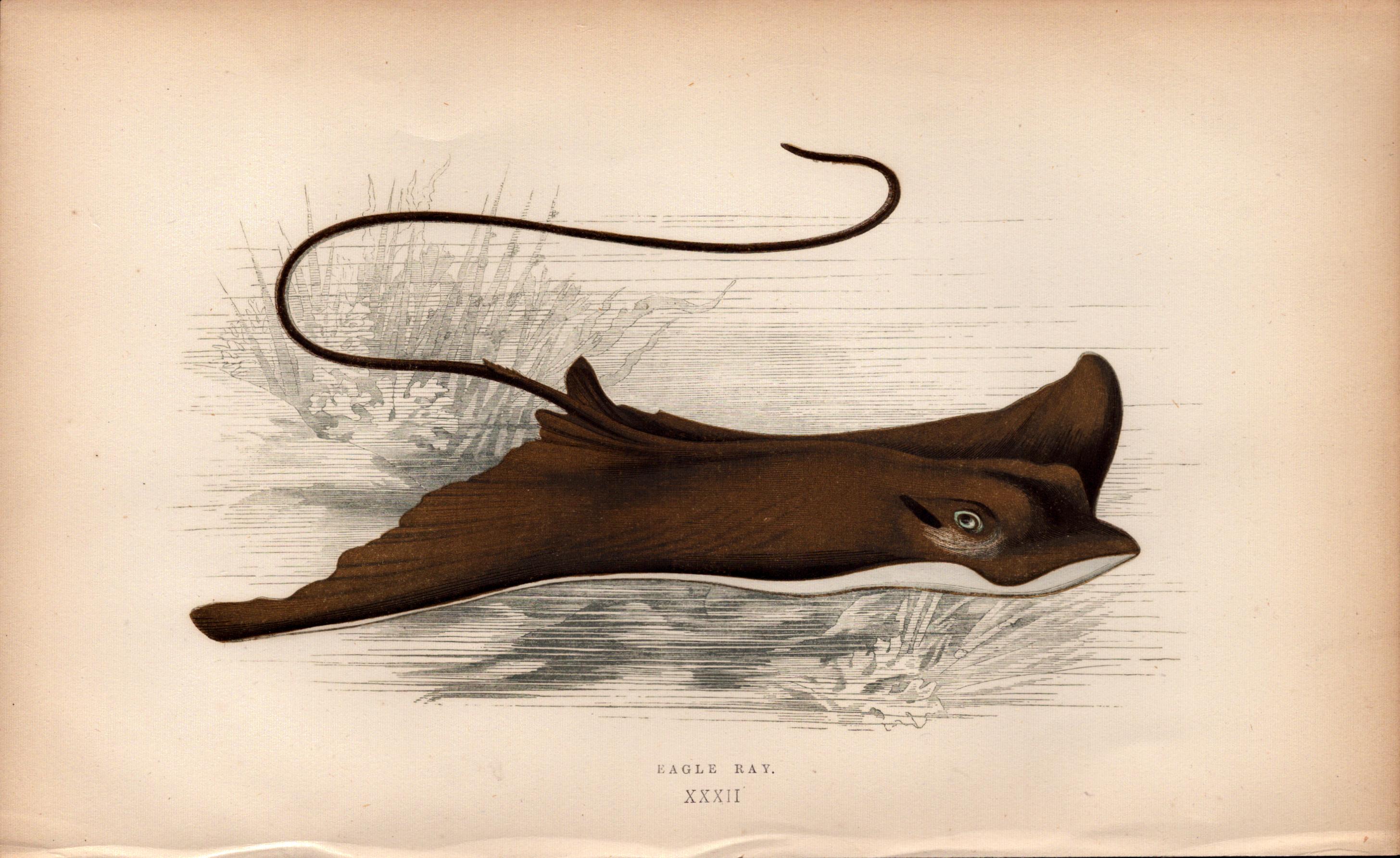 Eagle Ray 1869 Antique Johnathan Couch Coloured Engraving.