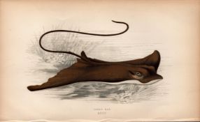 Eagle Ray 1869 Antique Johnathan Couch Coloured Engraving.