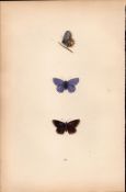 Clifden Blue Hand Coloured Antique Butterfly Plate Rev Morris-177.