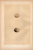Little Ringed Dotterel Antique Engraving Rev Morris Nests & Eggs-155.