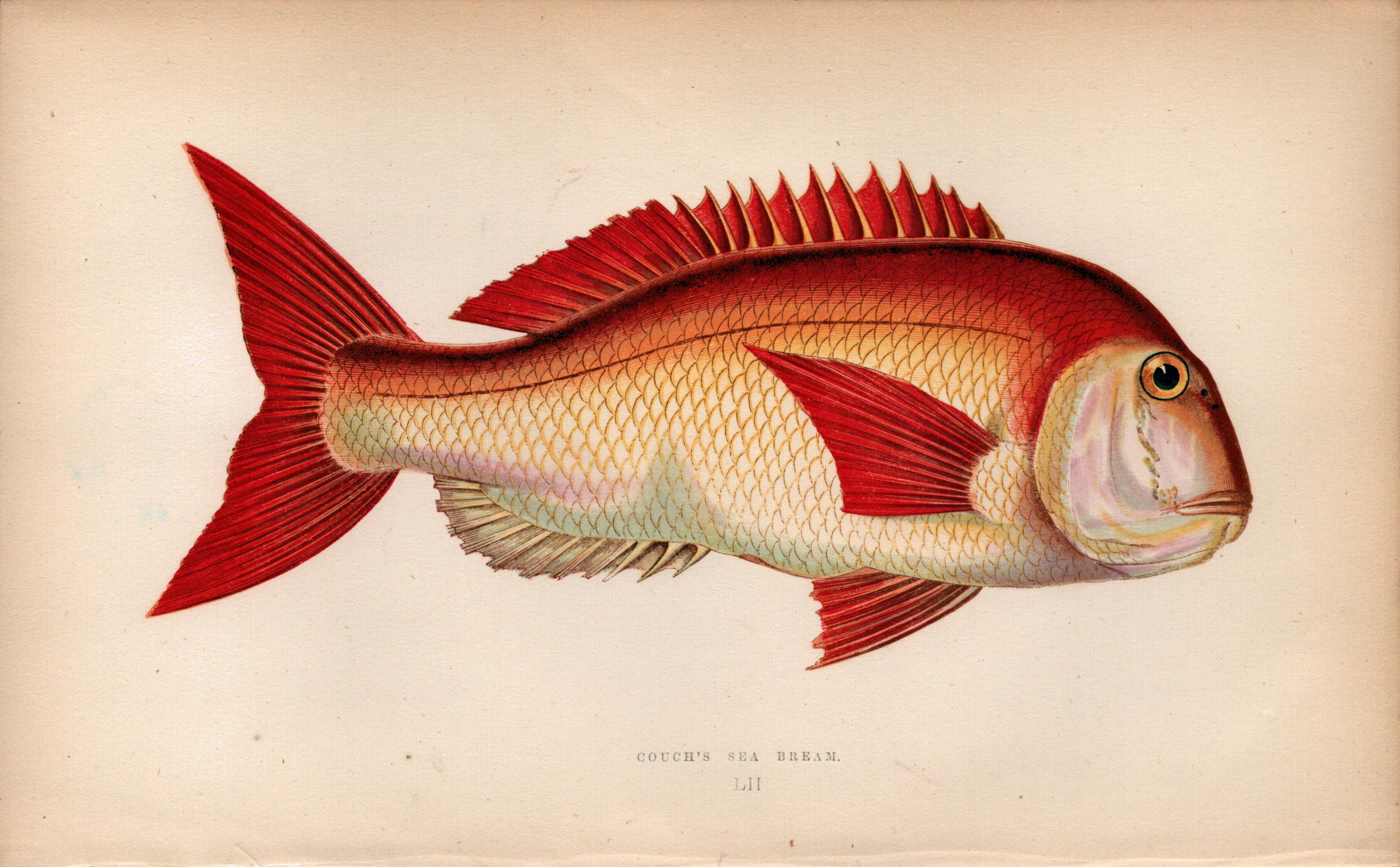 Couch’s Sea Bream 1869 Antique Johnathan Couch Coloured Engraving.
