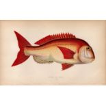 Couch’s Sea Bream 1869 Antique Johnathan Couch Coloured Engraving.