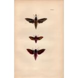 Rev Morris British Moths 1896 Antique Hand-Coloured Lithograph -3.