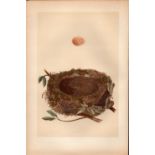 Redbreast Antique Coloured Engraving Rev Morris Nests & Eggs-57.