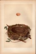 Redbreast Antique Coloured Engraving Rev Morris Nests & Eggs-57.