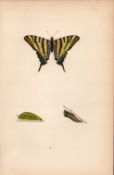 Scarce Swallow Tail Coloured Antique Butterfly Plate Rev Morris-4.