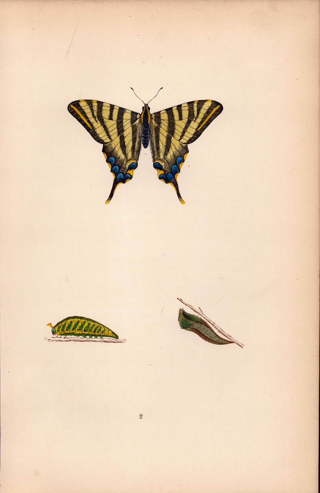 Scarce Swallow Tail Coloured Antique Butterfly Plate Rev Morris-4.