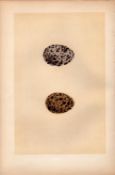 Ptarmigan Antique Engraving Rev Morris Nests & Eggs-127.