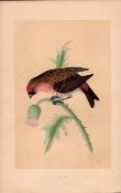 Redpoll Rev Morris Antique History of British Birds Engraving.